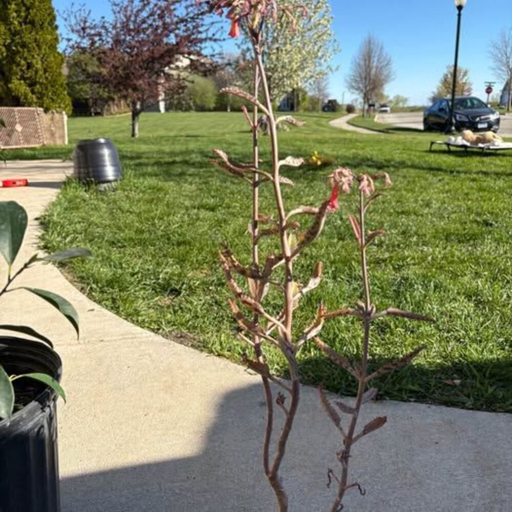 Mother of Thousands-flowering!